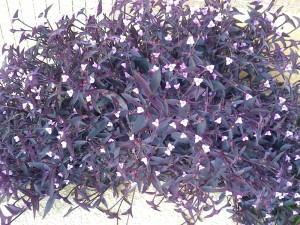 сеткреазия-пурпурная